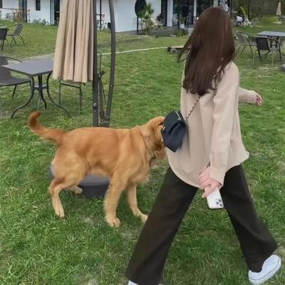 新扎师兄追女仔